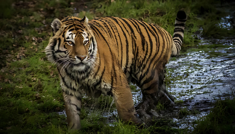 Bộ sưu tập hình nền con hổ 4K sắc nét