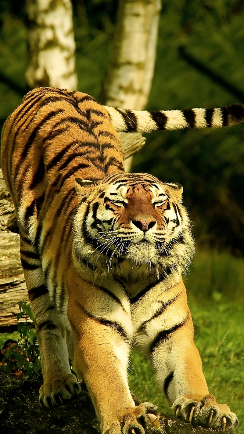 Hình ảnh con hổ dữ