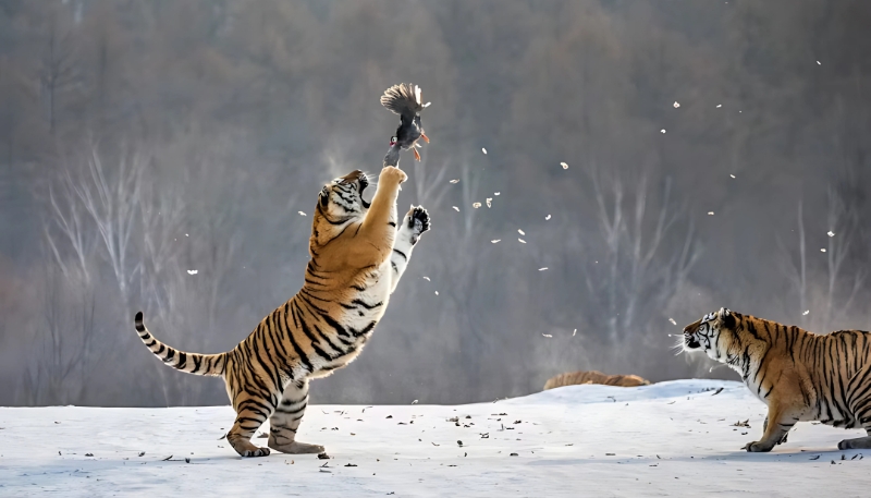 Hình ảnh con hổ mạnh mẽ cho laptop