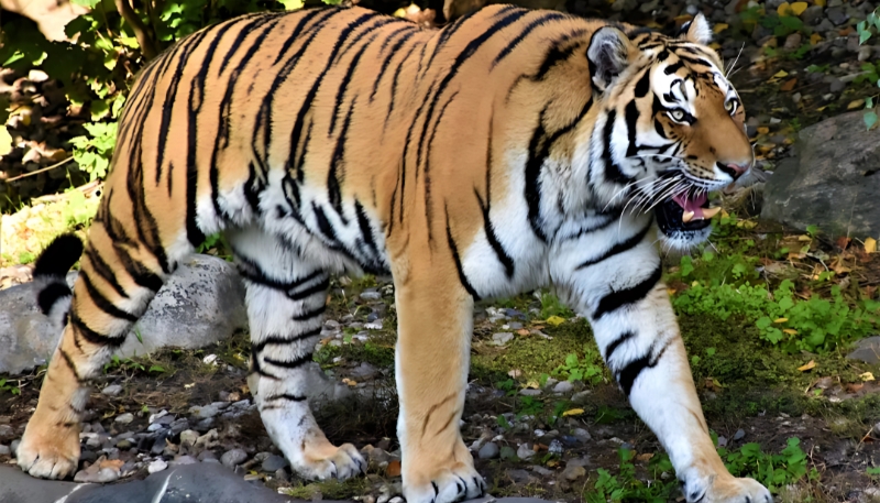 Hình ảnh con hổ mạnh mẽ làm avatar