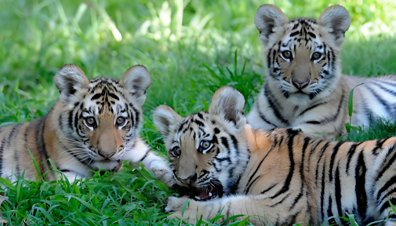 Hình ảnh hổ con tinh nghịch cho laptop