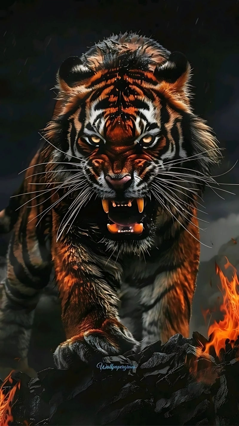 Hình nền con hổ đẹp nhất