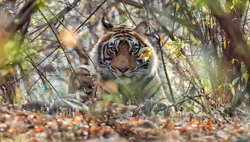 Hình nền con hổ mạnh mẽ nghệ thuật