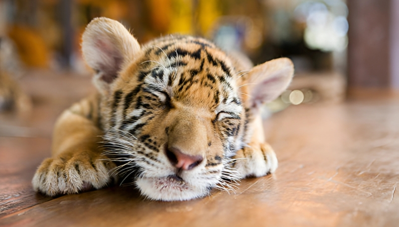 Hình nền hổ con tinh nghịch 4K