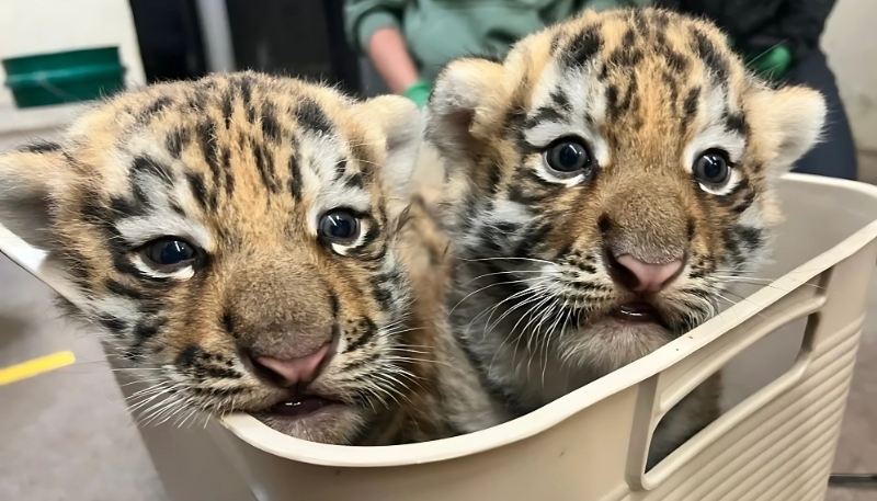 Hình nền hổ con tinh nghịch cute cho PC