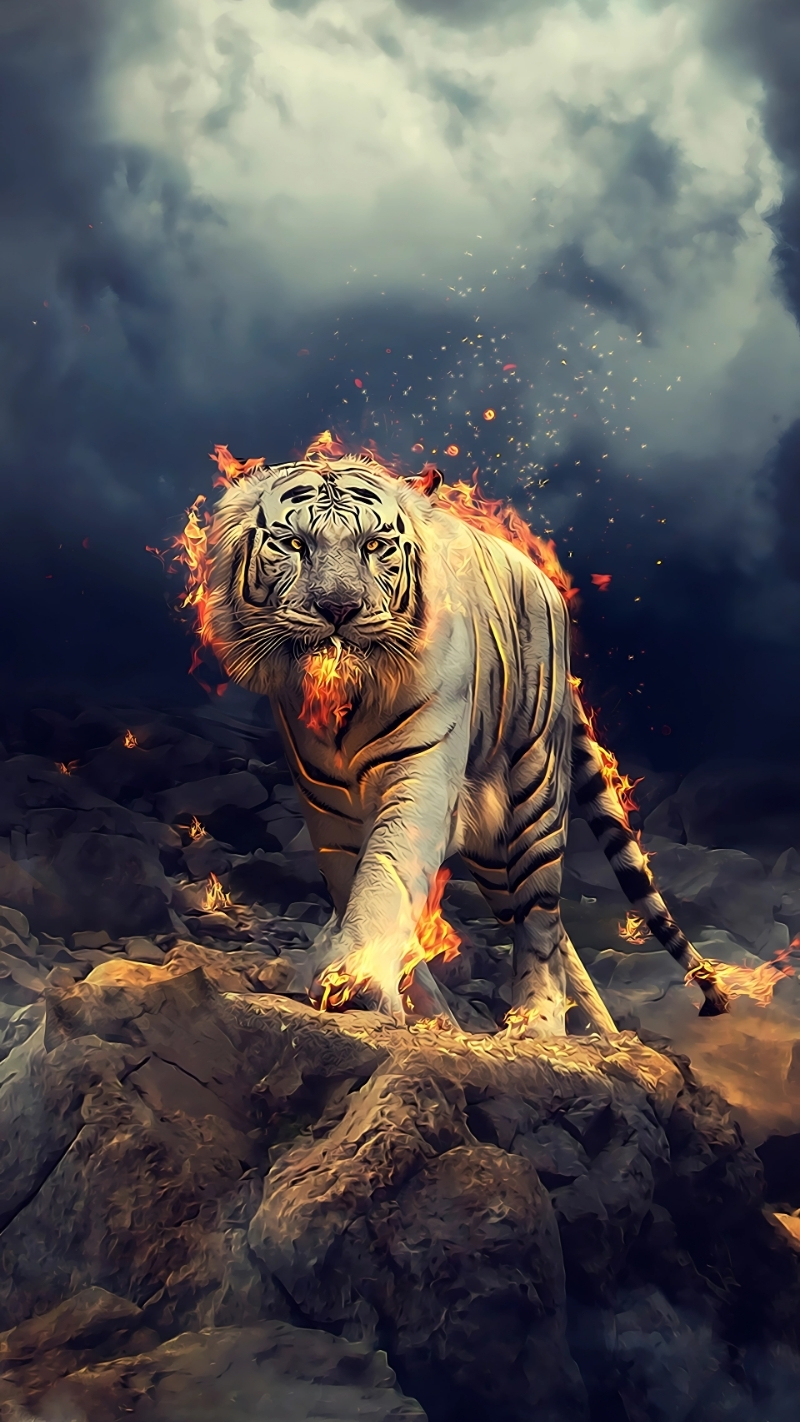 Hình nền hổ trắng full HD