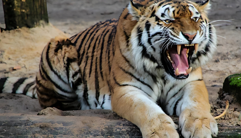 Tải hình nền con hổ mạnh mẽ siêu đẹp