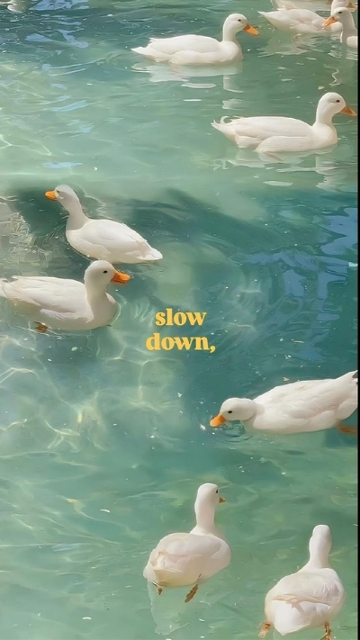 hình ảnh nền cute có chữ con vịt slow down