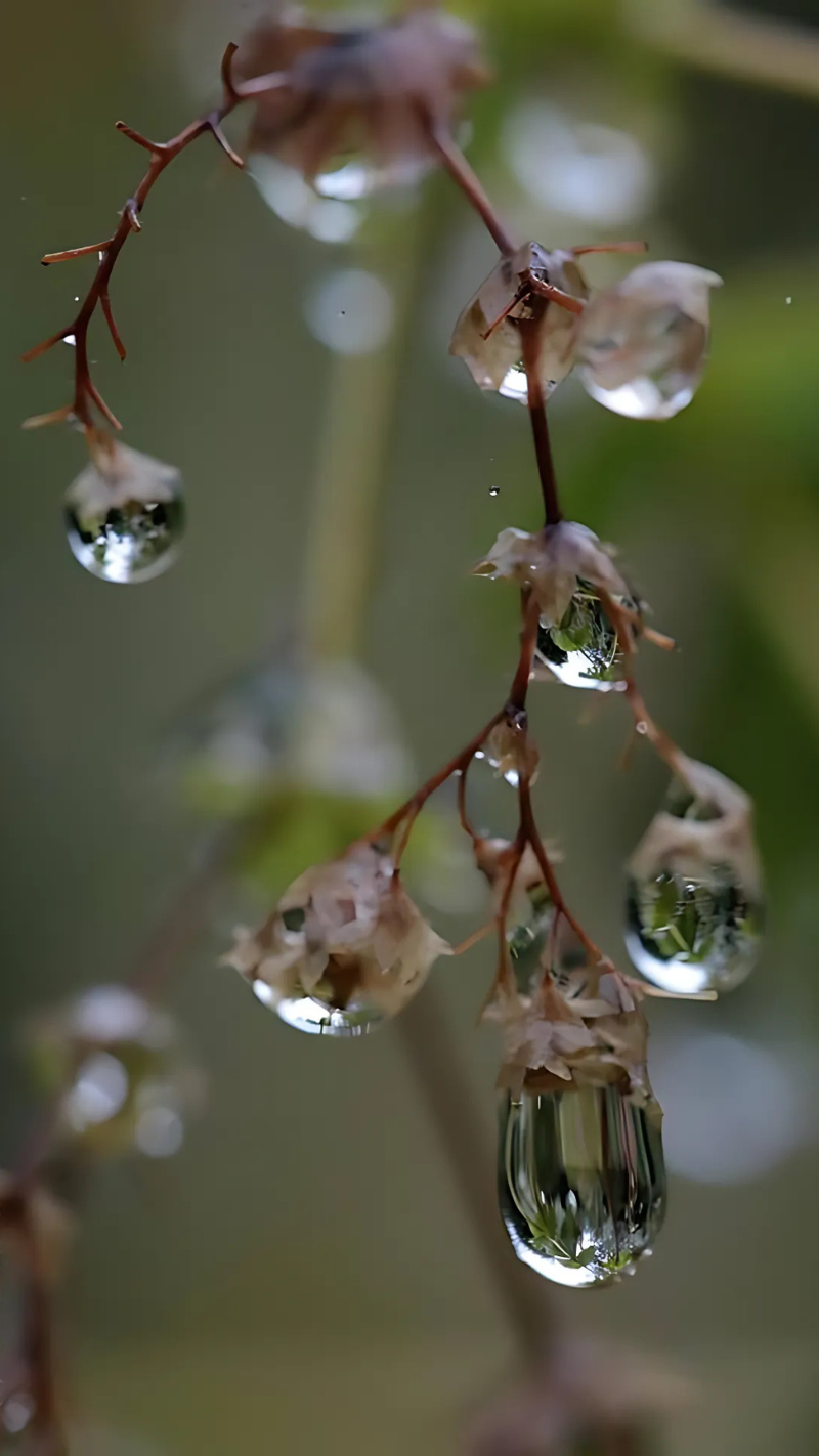 hình nền giọt nước cho điện thoại