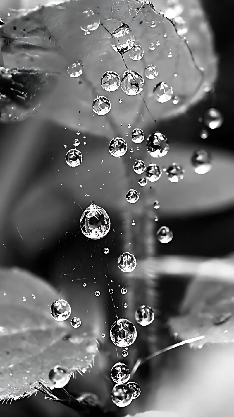 hình nền giọt nước mưa