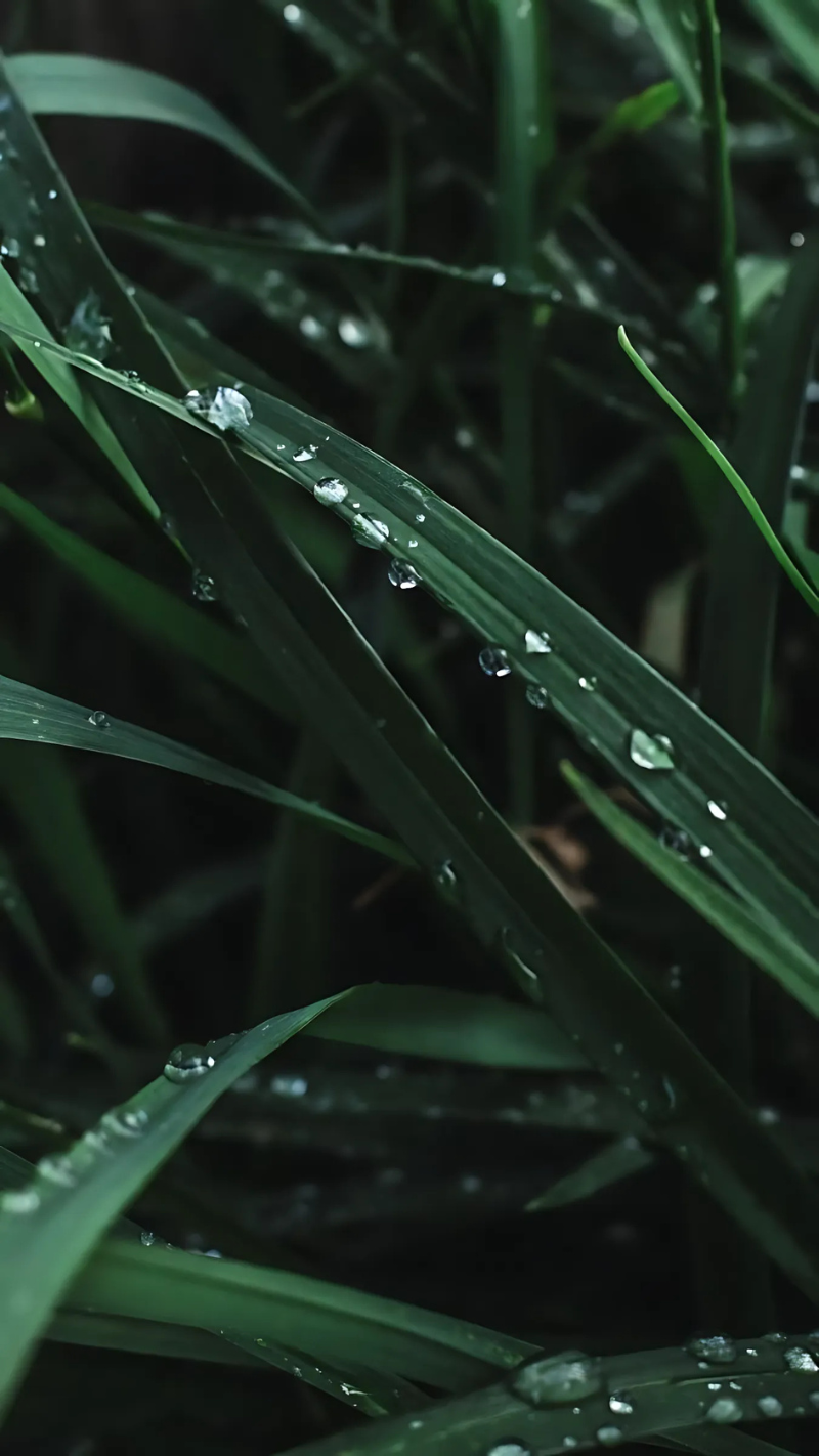 hình nền giọt nước mưa