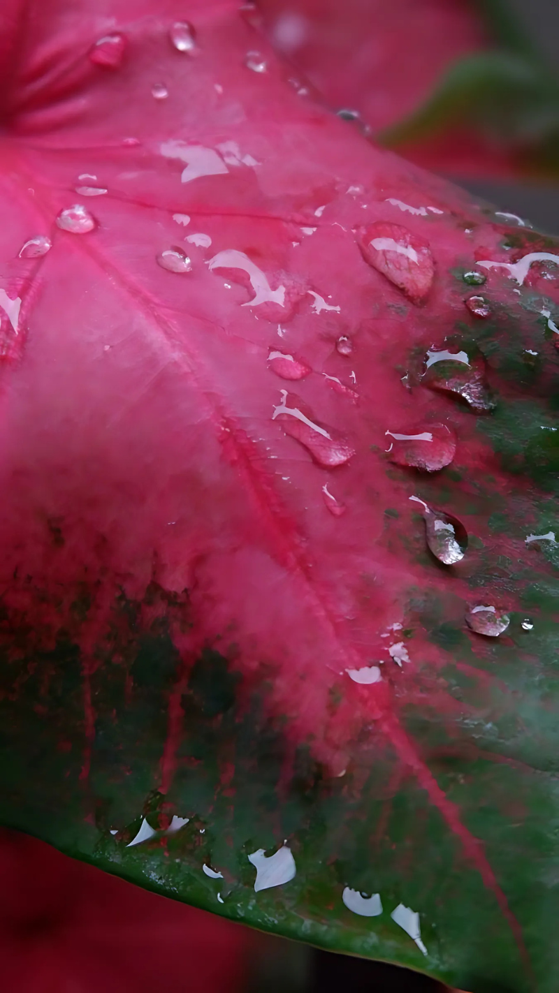 hình nền giọt nước buồn