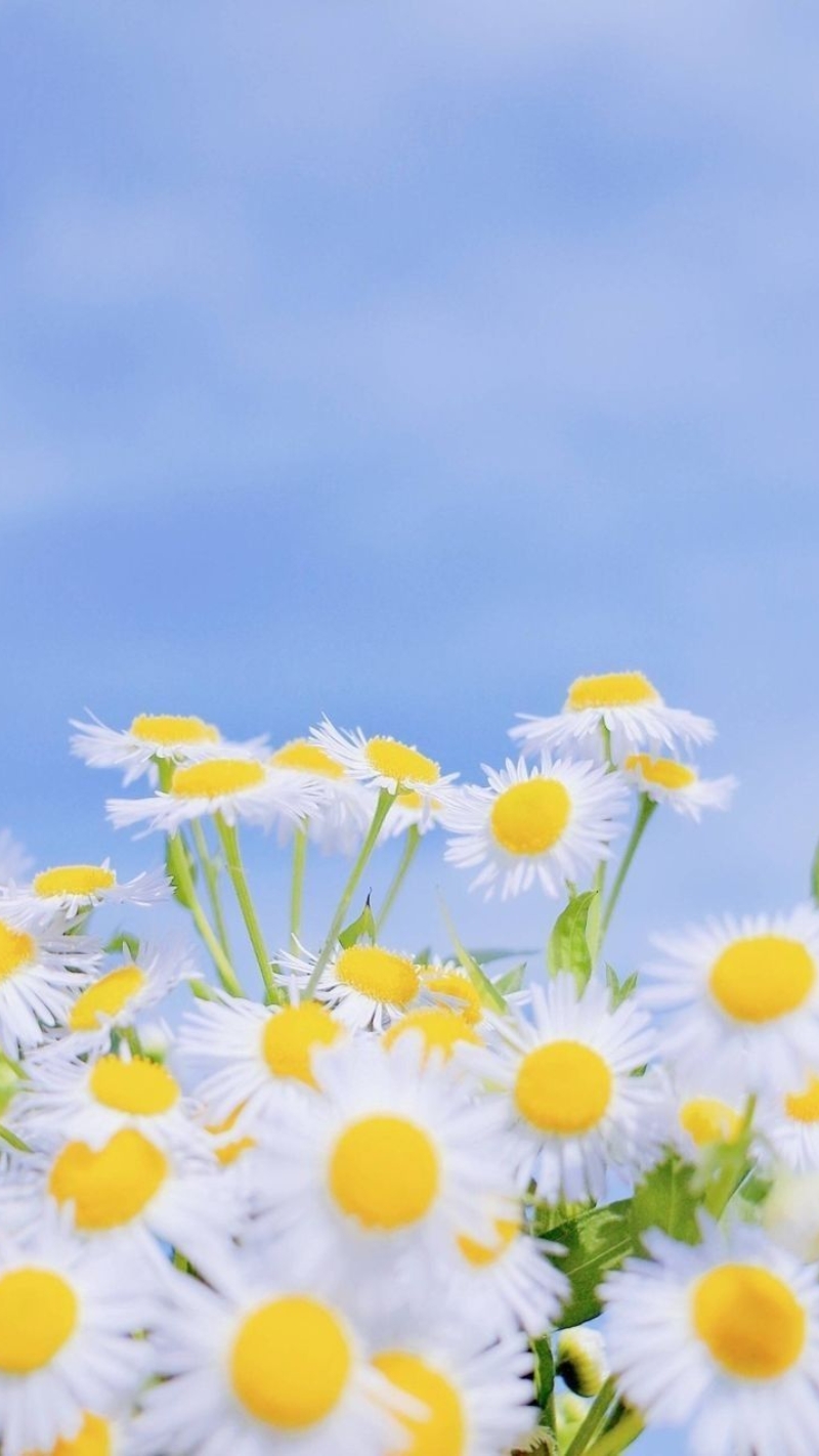 hình ảnh hoa cúc đẹp nhất thế giới