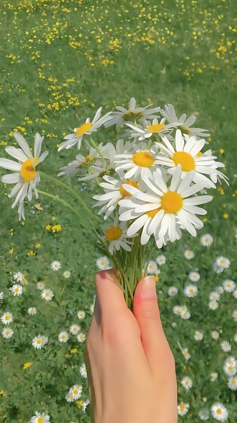 hình ảnh hoa cúc đẹp nhất thế giới