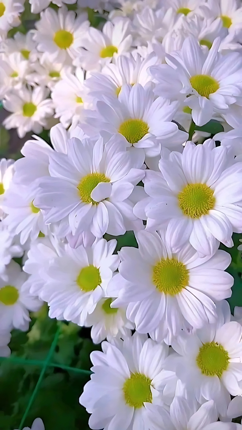 hình ảnh hoa cúc đẹp nhất thế giới