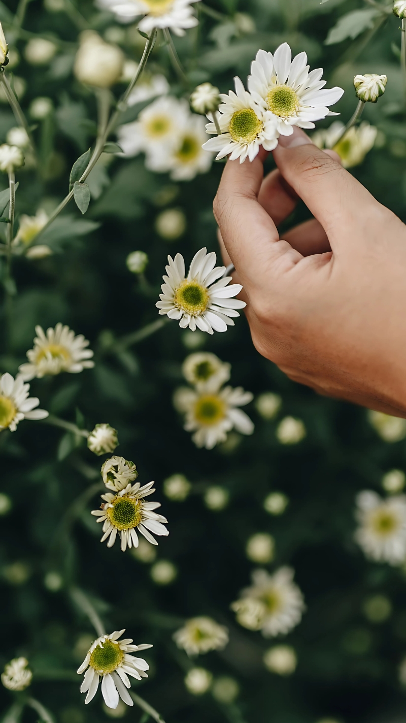 hình ảnh hoa cúc đẹp nhất thế giới