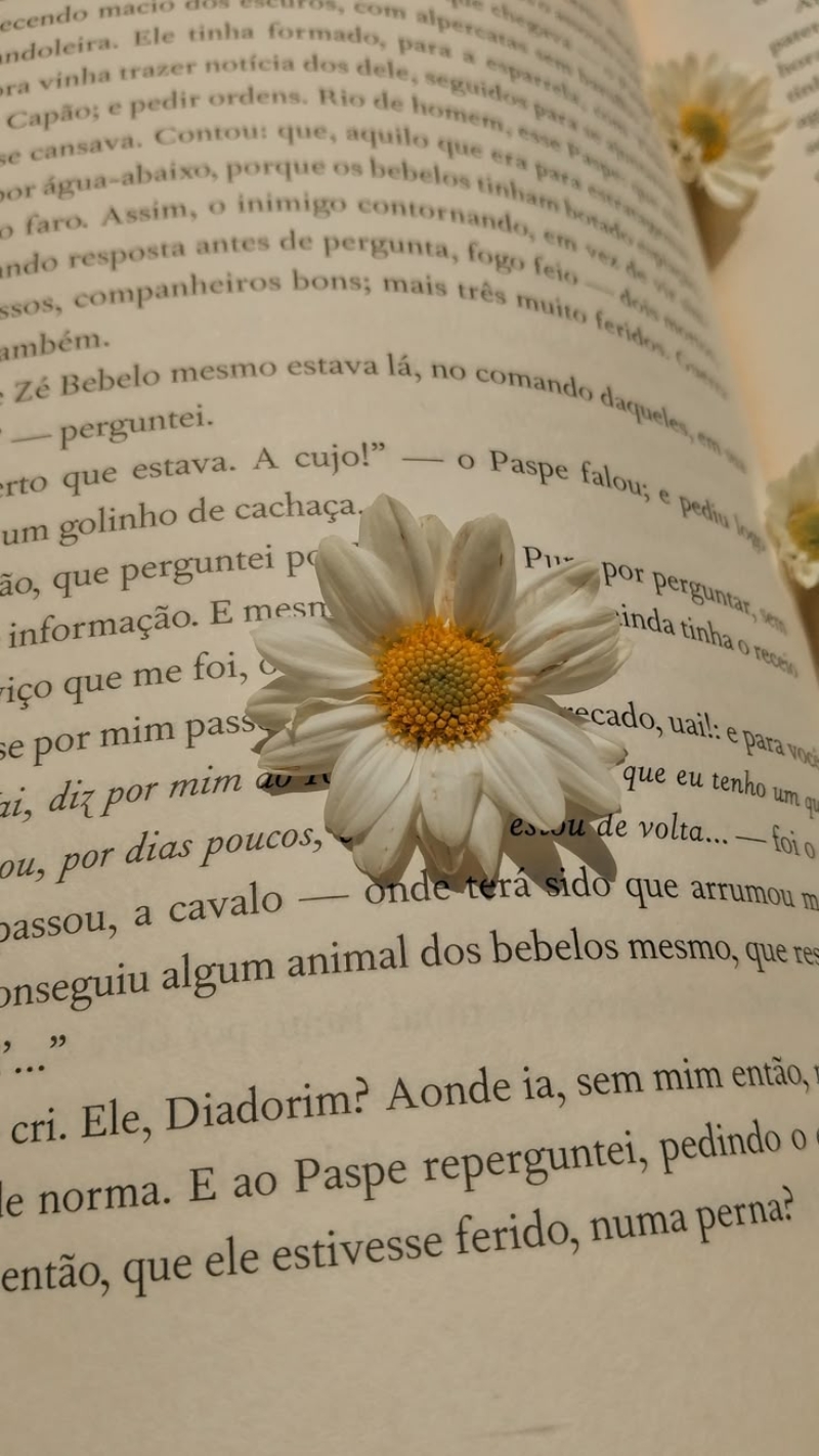 hình nền hoa cúc 4K