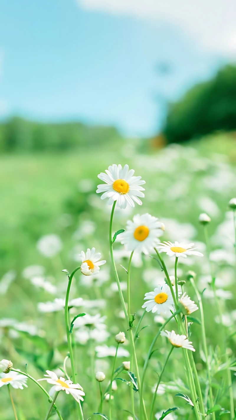 hình nền hoa cúc 4K