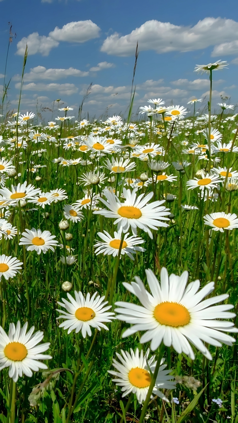 hình nền hoa cúc 4K