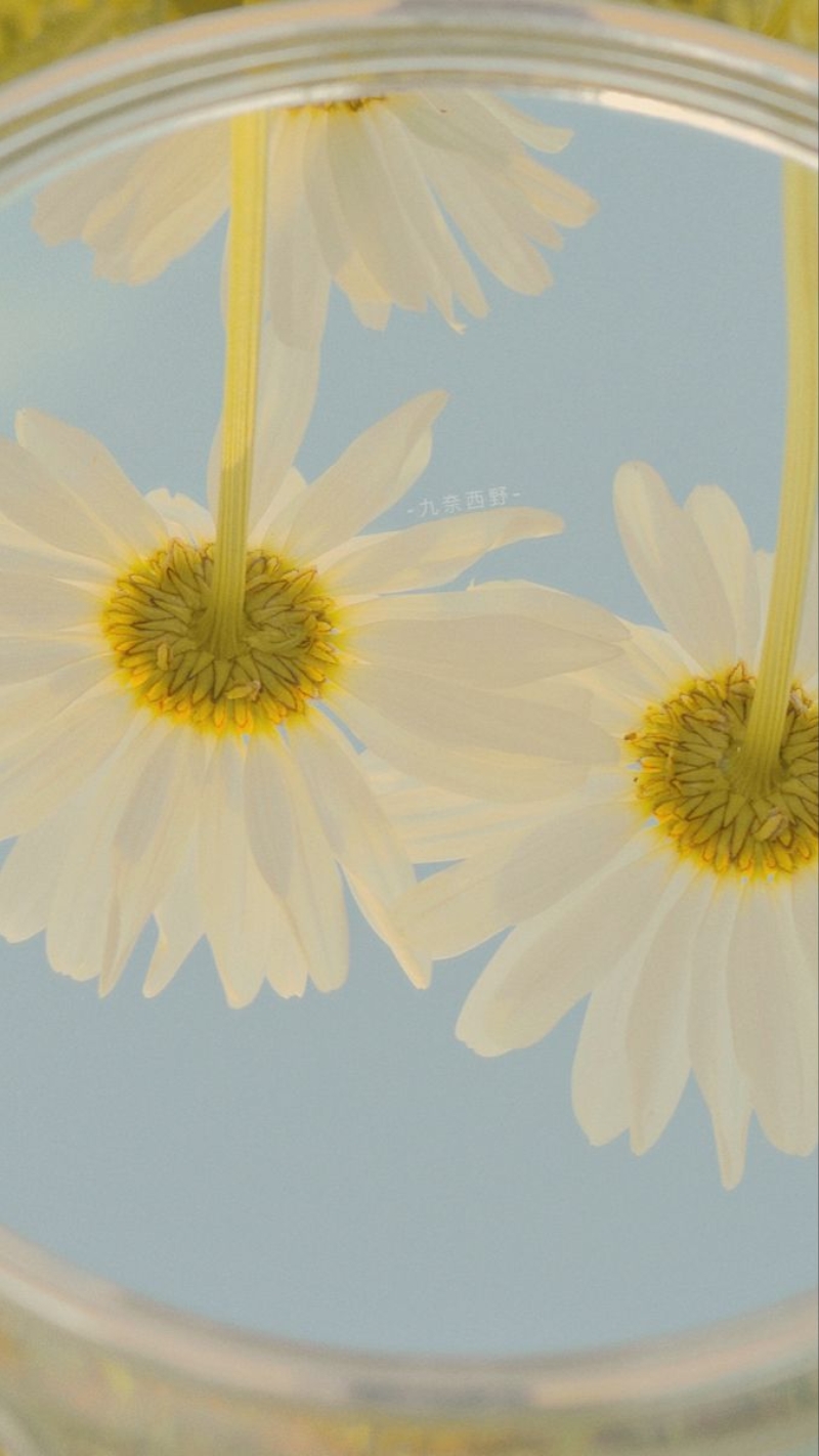 hình nền hoa cúc chill