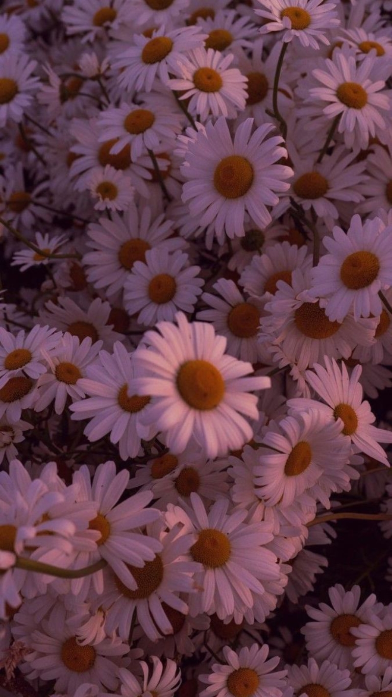 hình nền hoa cúc chill