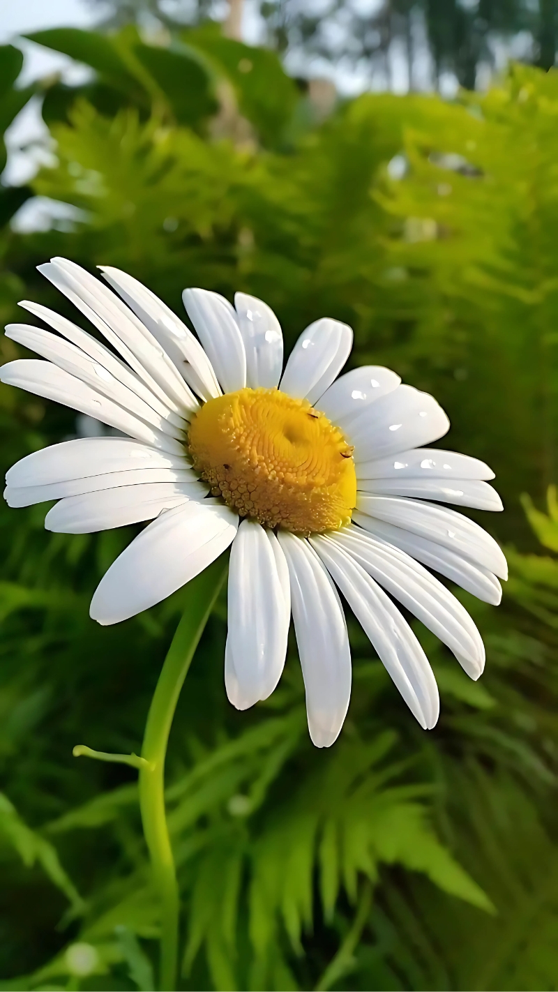 hình nền hoa cúc chill