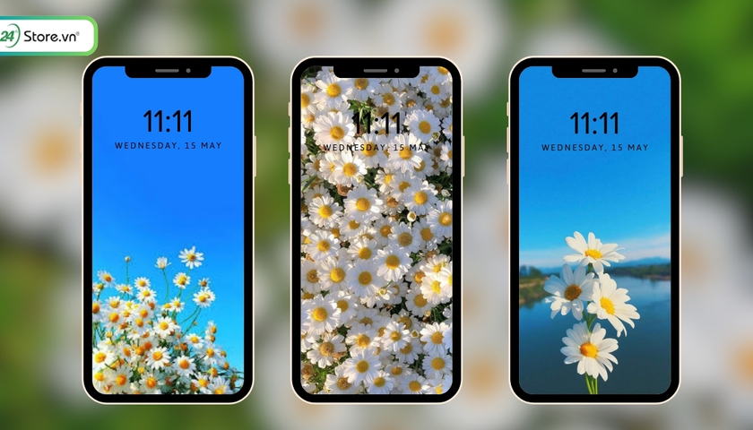 hình nền hoa cúc cho điện thoại đẹp nhất