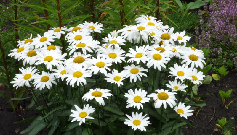 hình nền hoa cúc trắng cute