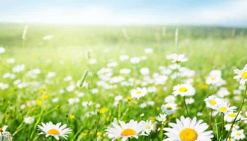 hình nền hoa cúc trắng đẹp