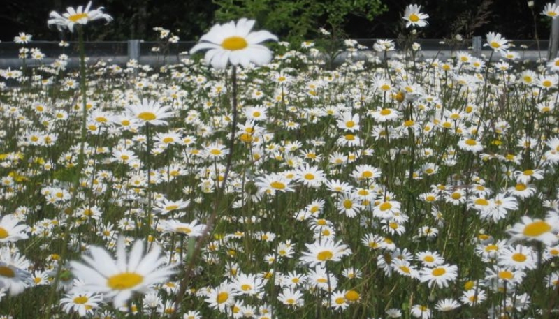 hình nền hoa cúc trắng đẹp