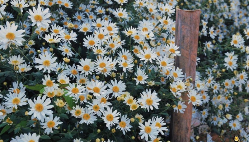 hình ảnh hoa cúc họa mi