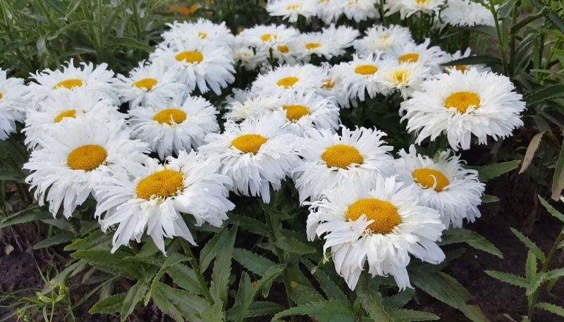 hình nền hoa cúc mi và bầu trời