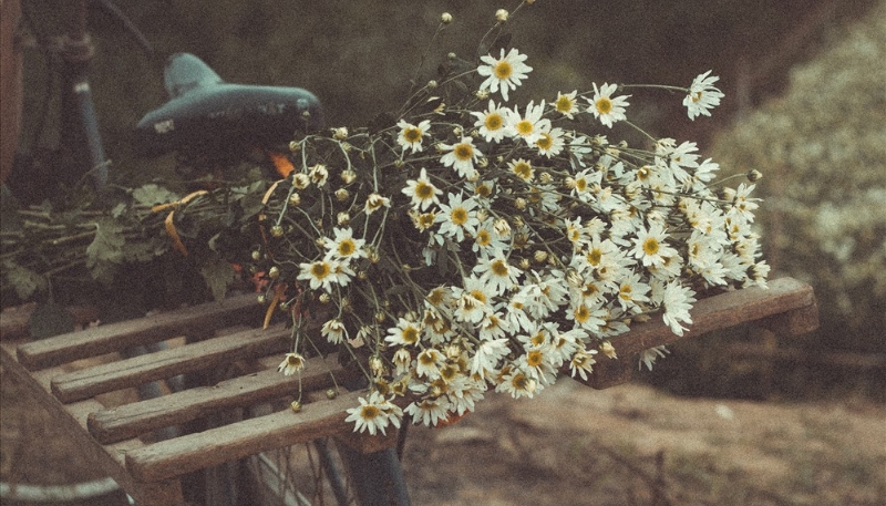 hinh-anh-hoa-cuc-hoa-mi