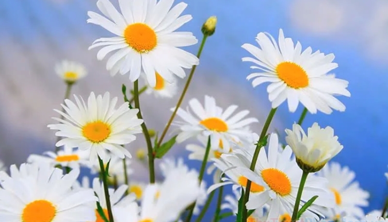 hình ảnh cúc họa mi đẹp nhất