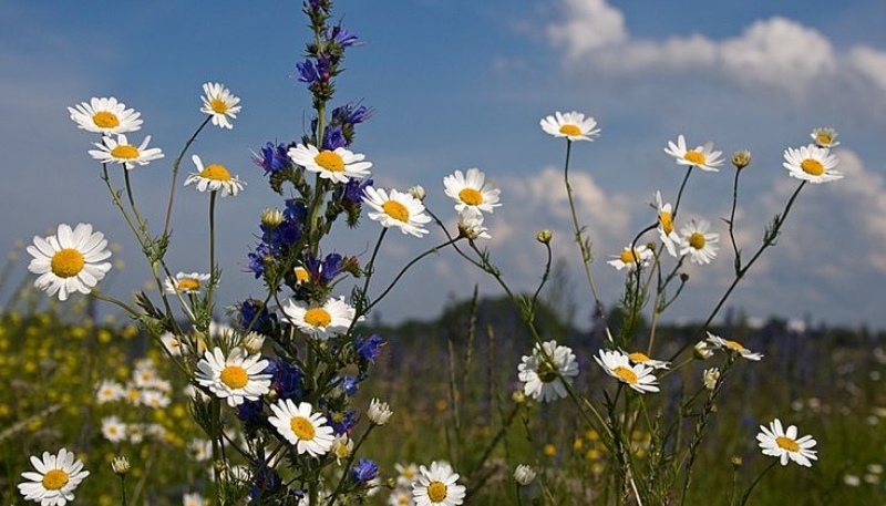 hình nền hoa cúc trắng đẹp