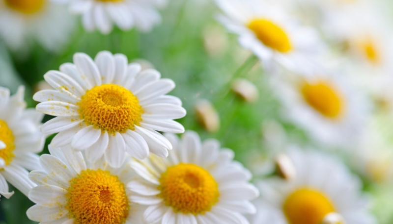 hình nền hoa cúc mi và bầu trời