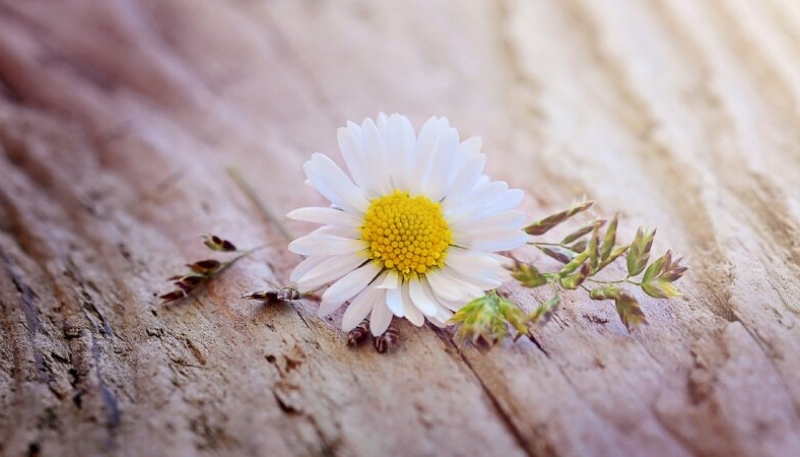 hình nền hoa cúc trắng