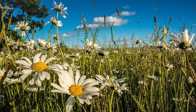 hình nền hoa cúc trắng cute