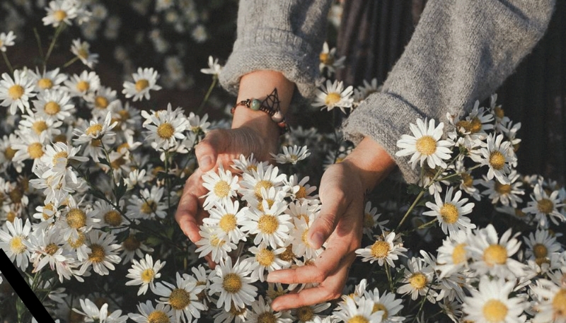 hình nền hoa cúc họa mi cho máy tính