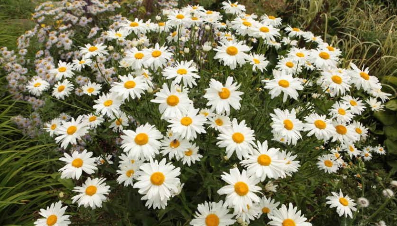 hình ảnh hoa cúc họa mi