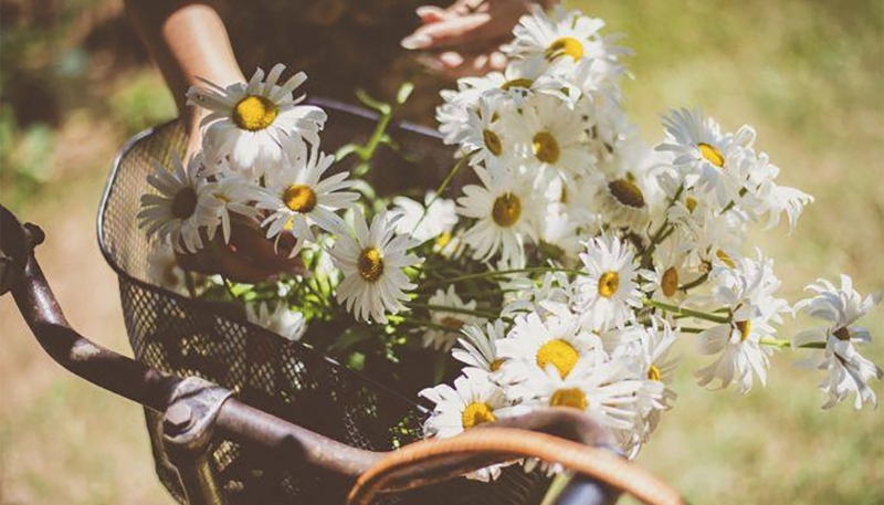 hình nền hoa cúc trắng