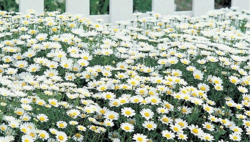 hình nền hoa cúc mi và bầu trời