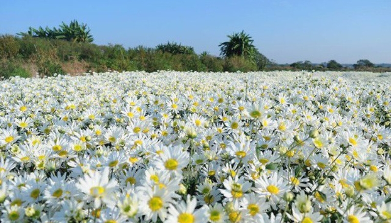 hình nền hoa cúc họa mi cho máy tính