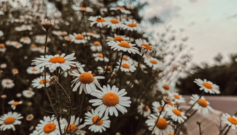 hình nền hoa cúc trắng cute