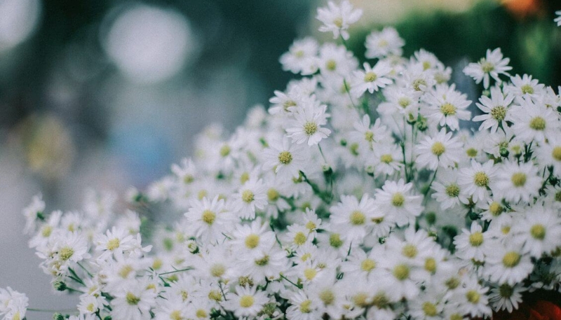 hình nền hoa cúc trắng cute