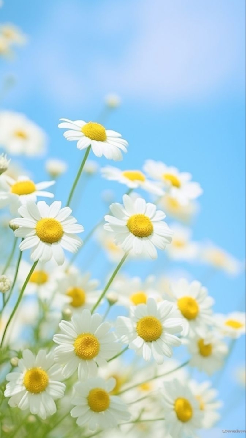 hình nền hoa cúc trắng đẹp