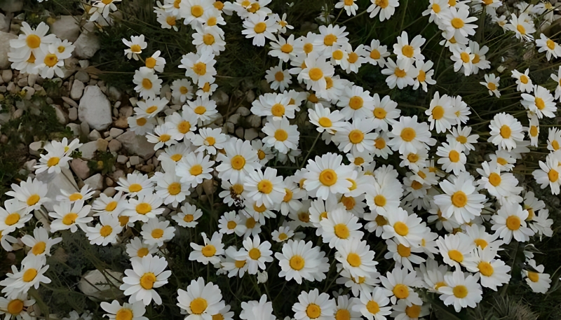 hình ảnh hoa cúc trắng đẹp