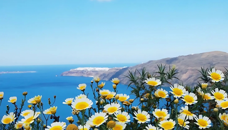 hình nền hoa cúc trắng đẹp