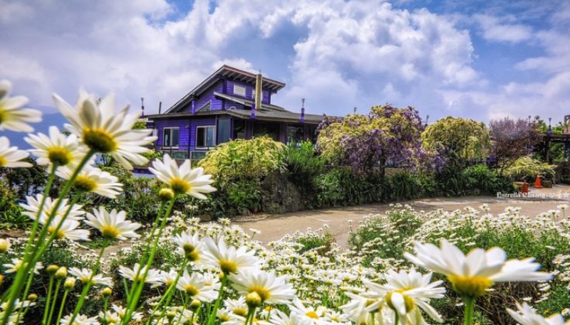 hình ảnh hoa cúc đẹp nhất thế giới