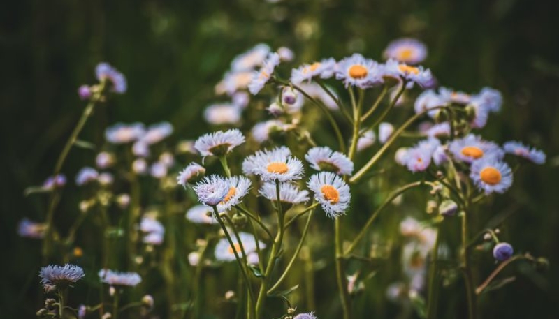 hình ảnh hoa cúc đẹp nhất thế giới